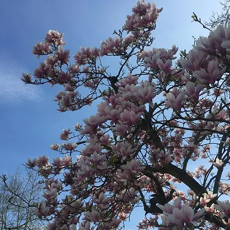 酒店 拉莫尔盖尔尼酒店 杜伊斯堡